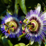 Conhece a passiflora? Saiba para que serve a flor-da-paixão
