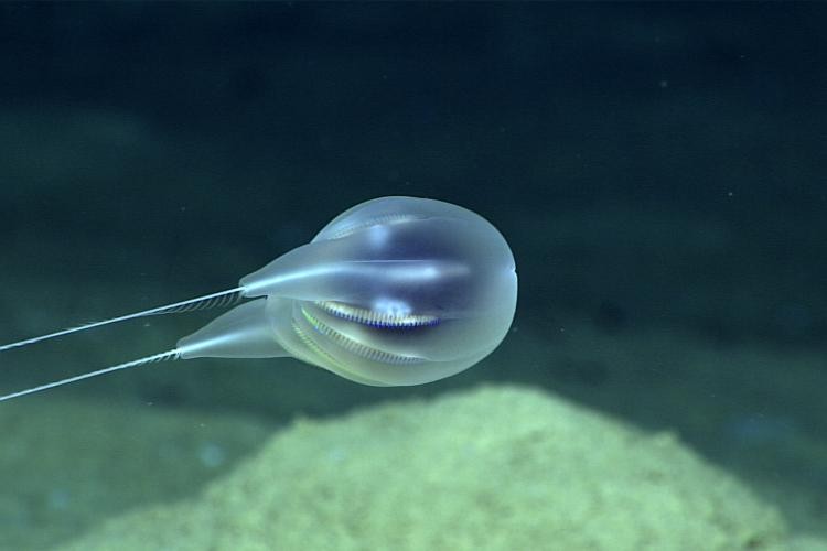 Nova espécie de carambola-do-mar reflete cores ao nadar