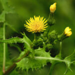 Os benefícios da serralha, planta medicinal rica em vitaminas