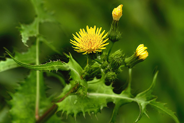 Os benefícios da serralha, planta medicinal rica em vitaminas