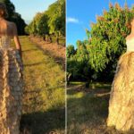 Australiana transforma caroços de manga em vestido