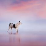 Fotógrafa transformou a paixão que sente por cachorros em sua carreira