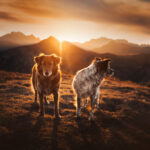 Veja que lindo este ensaio feito com cães adotados