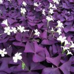 Oxalis, a flor da felicidade e do amor
