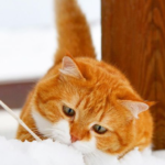 Veja esse Gatinho Fofo que adora brincar na neve