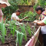Projeto transforma espaços ociosos em hortas urbanas