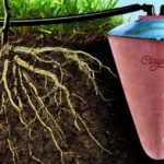 Pote de cerâmica irriga plantas durante um mês
