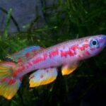 Killifishes, os peixes que vêm do céu