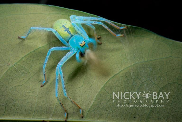 Fotografias macro que te deixarão impressionado