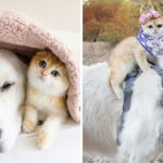 Golden retriever que nunca brincou com outros cães faz incrível amizade com gata