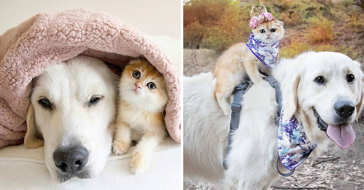 Golden retriever que nunca brincou com outros cães faz incrível amizade com gata