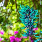 A rara e cintilante Flor de Jade