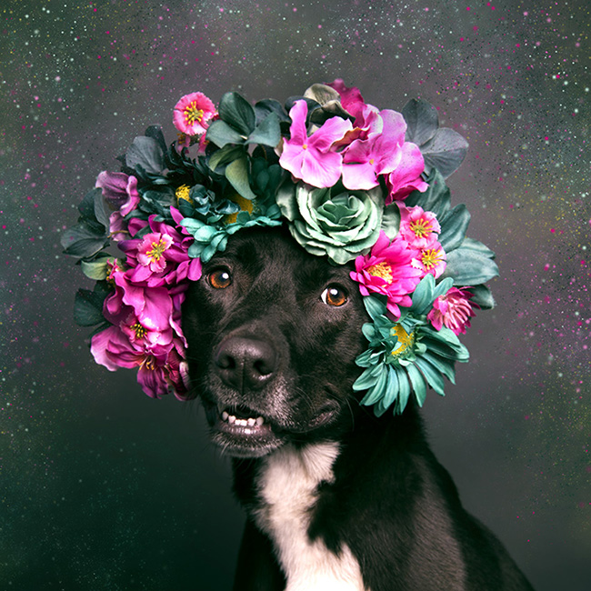 Pit Bull Flower Power: Campanha fotográfica que ajuda cães de abrigo