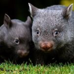 Vombates são salvadores descobriram um poço em meio a seca na Austrália