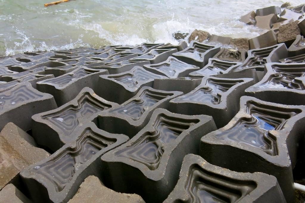 Pesquisadora produz material que contribui para preservação da fauna marinha