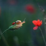 Retratos encantadores de caracóis mostram sua beleza humilde sob uma nova luz