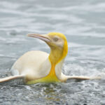 Um raro pinguim amarelo foi fotografado pela primeira vez em uma ilha da Geórgia do Sul
