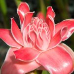 Mais de 25 mil espécies da flora vivem apenas no Brasil