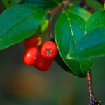 Pesquisadores descobrem planta extremamente eficiente contra à poluição do ar