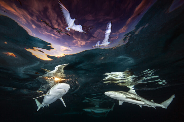 Foto deslumbrante de tubarões navegando sob um pôr do sol na Polinésia Francesa vence o Fotógrafo Subaquático do Ano em 2021