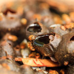 Abelhas sem ferrão tem ajudado famílias e a floresta no Amazonas