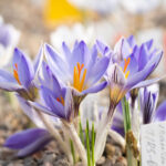 Fotógrafa visitou a maior coleção de flores de açafrão do mundo