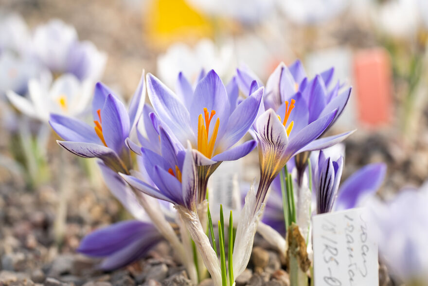 Fotógrafa visitou a maior coleção de flores de açafrão do mundo