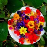 Conheça algumas flores comestíveis para incrementar as suas refeições part.2