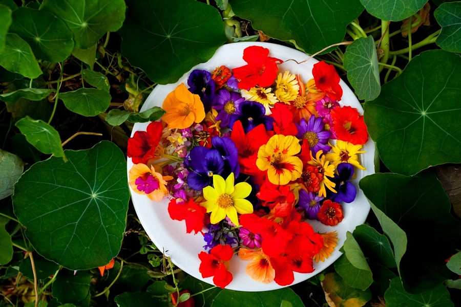 Conheça algumas flores comestíveis para incrementar as suas refeições part.2