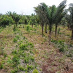 Projeto Agroflorestal traz uma nova perspectiva para famílias no Pará