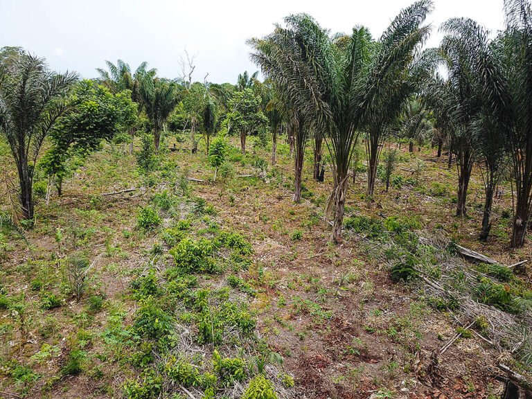 Projeto Agroflorestal traz uma nova perspectiva para famílias no Pará