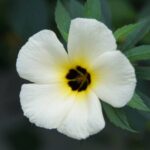 Flor considerada “mato” por muitos é comestível e benéfica para a saúde