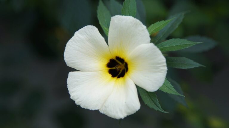 Flor considerada “mato” por muitos é comestível e benéfica para a saúde