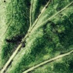 Um lapso de tempo narra dezenas de folhas, frutos e organismos enquanto se transformam