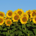 Doutora ouve o som do girassol e grava esse acontecimento