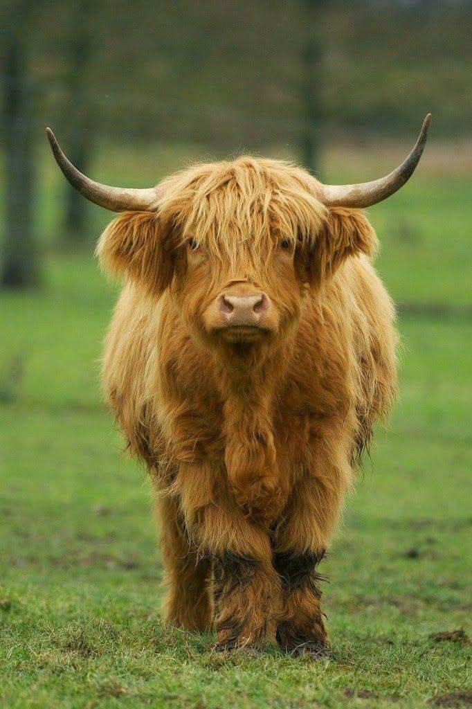 highland cattle colors