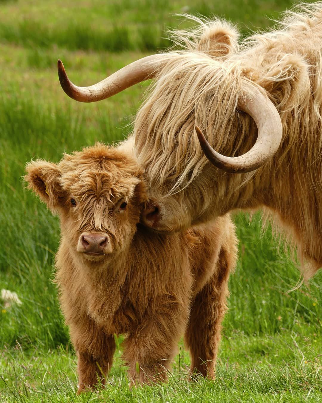 highland-cattle-a-ra-a-felpuda-da-esc-cia-unebrasil