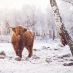 Highland Cattle: a raça felpuda da Escócia