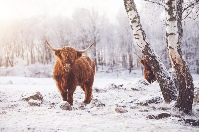 Highland Cattle: a raça felpuda da Escócia