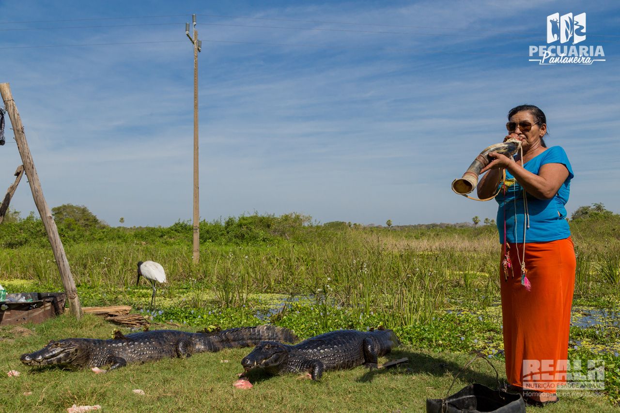 Maria é respeitada pelos 60 jacarés que vivem próximo a sua casa