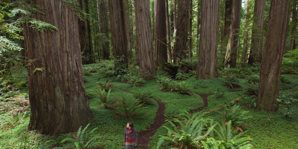 440 milhões de árvores vão ser plantadas na Irlanda