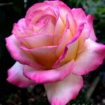 Confeiteira australiana cria impressionantes flores de açúcar