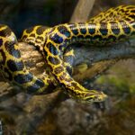 Curiosidades sobre a Majestade dos Rios