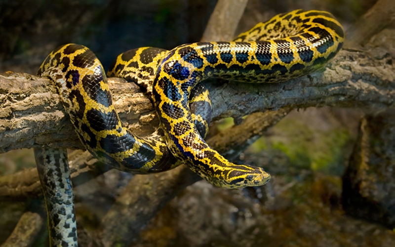 Curiosidades sobre a Majestade dos Rios