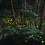 Fotos mágicas de vaga-lumes iluminando uma floresta no Japão