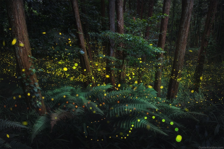 Fotos mágicas de vaga-lumes iluminando uma floresta no Japão