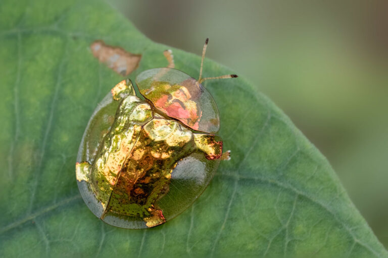 Besouros tartaruga dourada parecem pequenas joias
