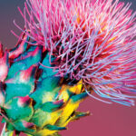 Cores cintilantes cobrem plantas em fotografias hipnotizantes