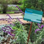 Paraná tem a maior produção de fitoterápicos no Brasil