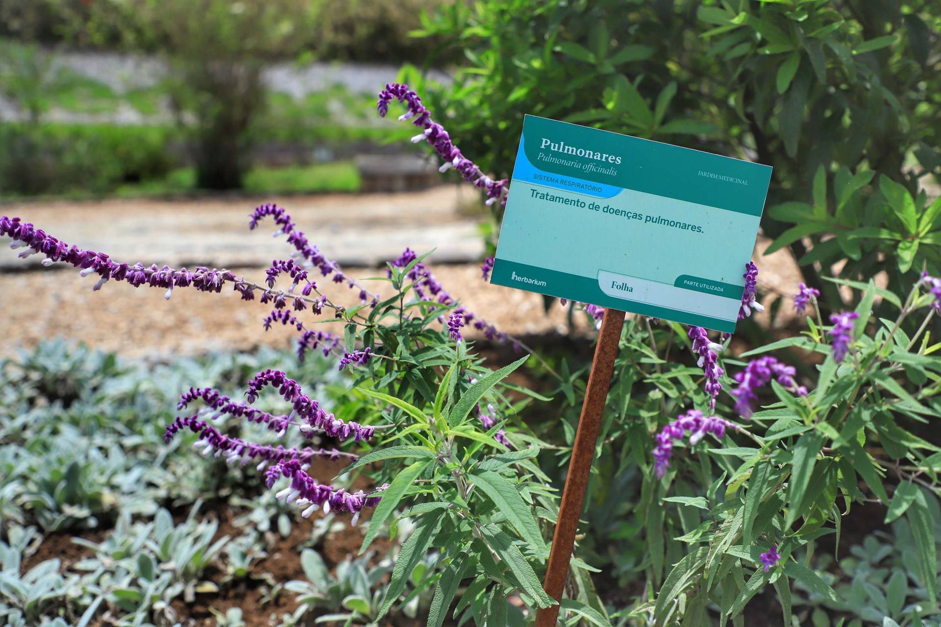 Paraná tem a maior produção de fitoterápicos no Brasil